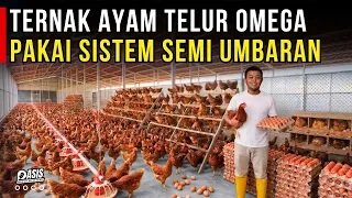 HASILKAN TELUR OMEGA DENGAN SISTEM KANDANG UMBARAN BIKIN PETERNAK AYAM UNTUNG BESAR | CERITA USAHA