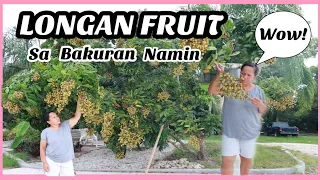 LONGAN FRUIT TREE SA BAKURAN NAMIN MALAPIT NA MAHARVEST BUHAY AMERIKA