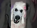 Download Lagu Just a friendly dog…. #makeuptransformation
