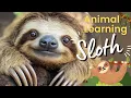 Animal For Kids Sloth Sloth For Kids Sloth Facts Lazy Sloth Sloth Swimming