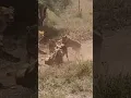 Download Lagu Raw Savanna Predation Lions Take Down and Feast on Zebra | big cats