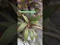 Download Lagu Tanaman Hanjuang #tanamanhias #tanamanoutdoor #kebunpandu #garden #nature #pecintatanaman