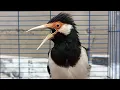 Download Lagu Suara Jalak Suren Gacor Mompa Full Variasi - Masteran Suara Burung Jalak Agar Gacor Full Isian Mewah