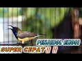 Download Lagu CUIT CUIT CRET CRECET NEMBAK PANCINGAN PENJEBOL EMOSI SOGON LAWAM‼️TUNGGU 1 MENIT PASTI NYAUT