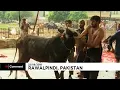 Download Lagu Muslims in Pakistan celebrate Eid al-Adha