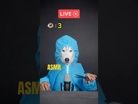 Life Is Like This. Don’t Give Up #asmr #shorts #shortvideo #dog