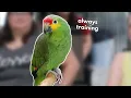 Every Interaction is a Training Session Finn the Red Lored Amazon