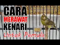 Download Lagu CARA MERAWAT KENARI UNTUK PEMULA | Pemula Wajib Tahu 4 Hal Ini!!