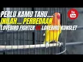 Lagu INILAH.. PERBEDAAN LOVEBIRD KONSLET DAN LOVEBIRD FIGHTER