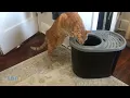 Top Entry Litter Box from Iris Review