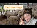 Download Lagu First 100 lambs away, £40/ head down...