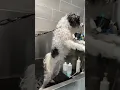 Millie - Pomapoo groom