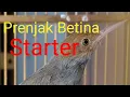 Download Lagu Prenjak Betina Suara Starter