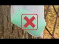 VERIFY Irish Spring soap will not keep bugs away