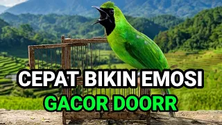 PANCINGAN MENAIKAN EMOSI CUCAK IJO JANTAN DEWASA ISIAN TEMBAKAN GREJA TARUNG COCOK BUAT ON IJO CEPAT