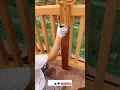 Download Lagu Resha 🔥Grain wood रेशा कैसे बनाएं How to exterior interior Lohe ka gate  Asian Paints #shorts😱