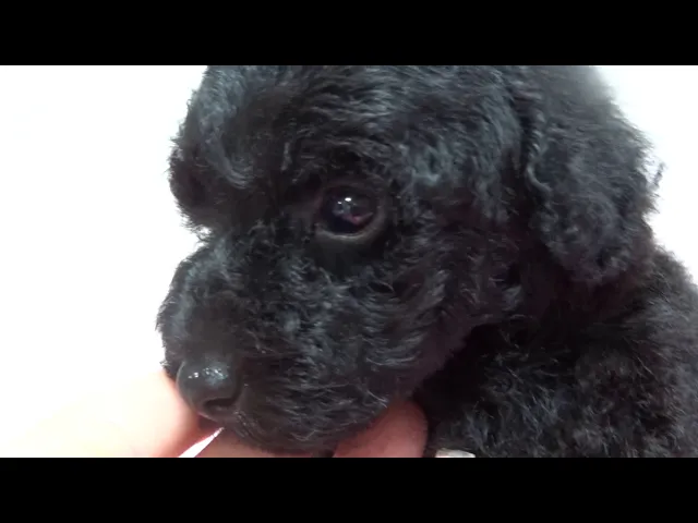 動画