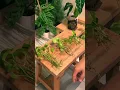 Lagu finally repotting my water propagated golden pothos