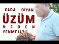 Lagu Kara Siyah üzüm faydaları I  Taze Kuru Kırmızı üzümün yararları I Kara Mor üzüm çekirdeği faydaları