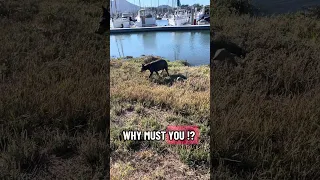 #Fyp #dream #YouTube #doberman #pets