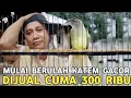 Download Lagu BUAT BELI POPOK !! KATEM GACOR LATAH SEPERTI INI CUMA DIBANDROL 300 RIBU DI KIOS MANTO TERBARU