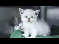 Should You Really Feed Feral Cats Amazing Survival Skills