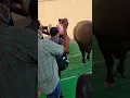Download Lagu Biggest Camando Bull Entered #laddu Yadav Sadar Festival 2022