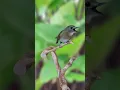 Download Lagu Keajaiban Sikatan Rimba Dada Cokelat: Pesona Burung Cantik di Hutan S1E16 #bird #srdc #birdsinging