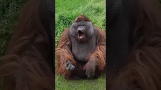 قرد ياكل شيبس   قرد كيوت           قرد في الغابة   قرد مضحك   تربية الحيوانات دندنها