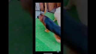 مين نازلت تالج عنده و مكانكو فين 