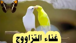 تغريد كناري نار لتهييج الذكور والاناث سمعه لطيورك لن تندم 