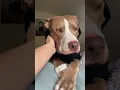 Download Lagu Here comes the boy ✨ #hi #hello #cute #cutedog #foryou #shorts_ #pitbull
