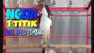 ngeri satu titik tanpa geser pancingan u0026 masteran cendet materi kekinian roll speed tembak