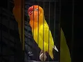 Download Lagu Lovebird fighter Lutino Mata Merah Durasi 1 menit #lovebirdngekekpanjang