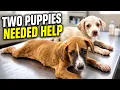 Two Puppies Needed Help Mangoworm Treatment for Nova Mamushka