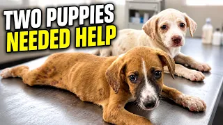Two Puppies Needed Help Mangoworm Treatment for Nova Mamushka