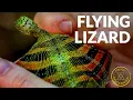 Dragon with Real Wings ft Draco Lizard