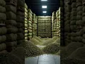 Download Lagu America’s Biggest Ganja Smuggling Of 100Billion$ #facts #comment #film #smuggling #newmafia #road