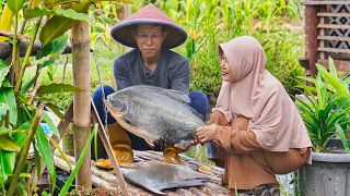 masak ikan bawal jumbo dan metik buah labu kolak labu kacang ijo bawal asam manis gabus labu