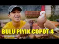 Download Lagu KOK BISA YAH? GIRING BULU PIYIK MASIH BANYAK