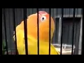 Download Lagu pancingan lovebird ngekek 1 menit ngetik full nembak gacor