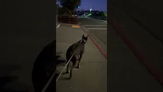 #fyp #dream #pets #doberman #vlog