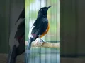 Download Lagu MURAI BATU NEMBAK SUARA JANGKRIK SAMBUNG LOVEBIRD