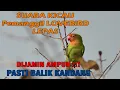 Download Lagu SUARA KICAU PEMANGGIL LOVEBIRD LEPAS