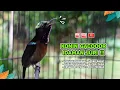 Download Lagu Konin Gacor Isian MEWAH‼️ COCOK untuk Masteran Murai Batu dan Pancingan Burung Bahan ( Episode 02 )