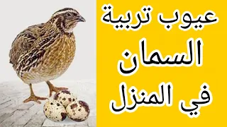 عيوب تربية السمان في المنزل 