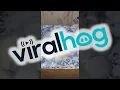 Download Lagu Sleeping Pile of Newborn Kittens || ViralHog