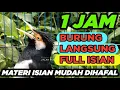 Download Lagu JALAK SUREN GACOR FULL ISIAN gampang dan mudah masuk untuk PANCINGAN MASTERAN semua BURUNG JALAK #2