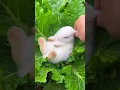 Download Lagu Een schattig konijntje dat niet wakker kan worden.  Schattig klein konijn op het platteland.