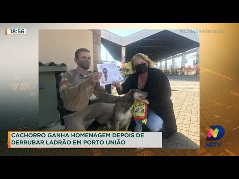 Cachorro ganha homenagem depois de derrubar ladrão em Porto União